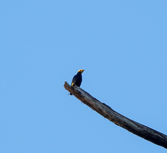 Ampeliceps coronatus