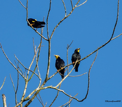 Ampeliceps coronatus
