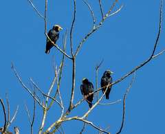 Ampeliceps coronatus