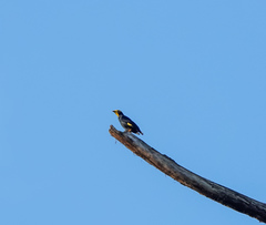 Ampeliceps coronatus