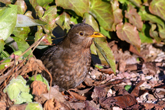 Turdus merula