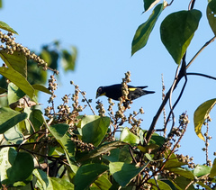 Ampeliceps coronatus