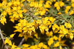 Genista triacanthos