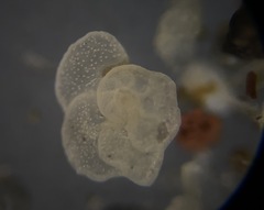 Cibicidoides variabilis
