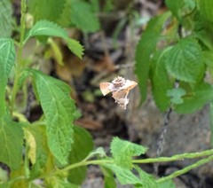 Pagodiella