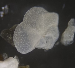 Cibicidoides variabilis