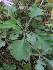 Artemisia manshurica