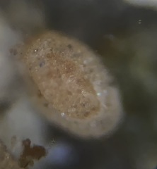 Miliammina fusca