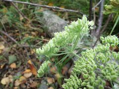 Ostericum maximowiczii