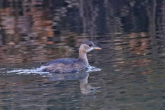 Tachybaptus ruficollis