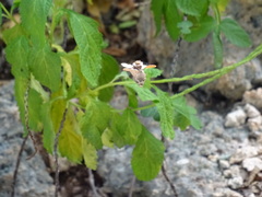 Pagodiella
