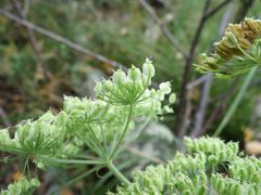 Ostericum maximowiczii