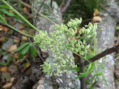 Ostericum maximowiczii