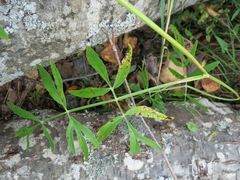 Ostericum maximowiczii