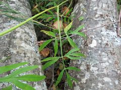 Ostericum maximowiczii