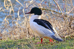 Mergus merganser