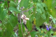 Pagodiella