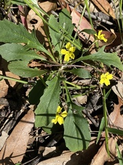 Goodenia glabra