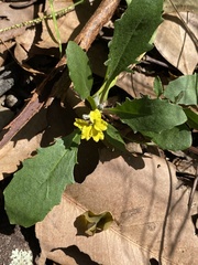 Goodenia glabra