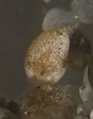 Miliammina fusca