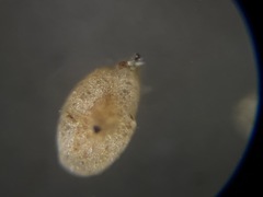 Miliammina fusca