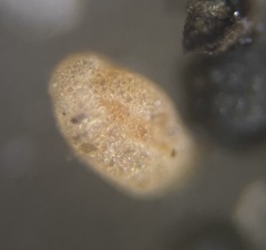 Miliammina fusca