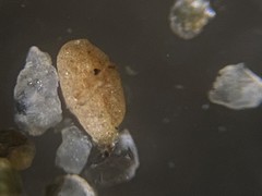 Miliammina fusca
