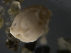 Adelosina