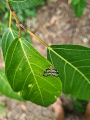 Scolypopa