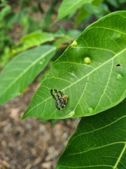 Scolypopa