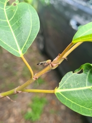 Scolypopa