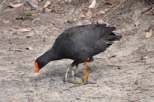Dusky Moorhen