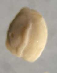 Adelosina