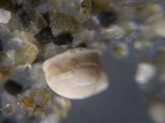 Adelosina