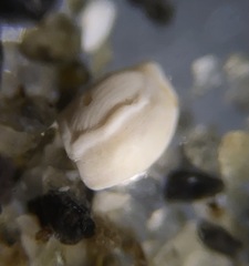 Adelosina