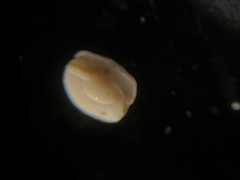 Adelosina