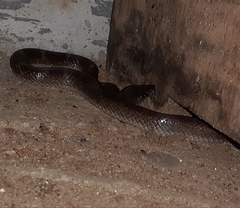 Lycodon travancoricus