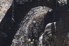 Homalopetalum kienastii