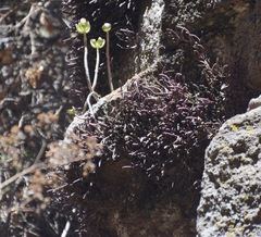 Homalopetalum kienastii