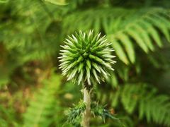 Echinops siculus