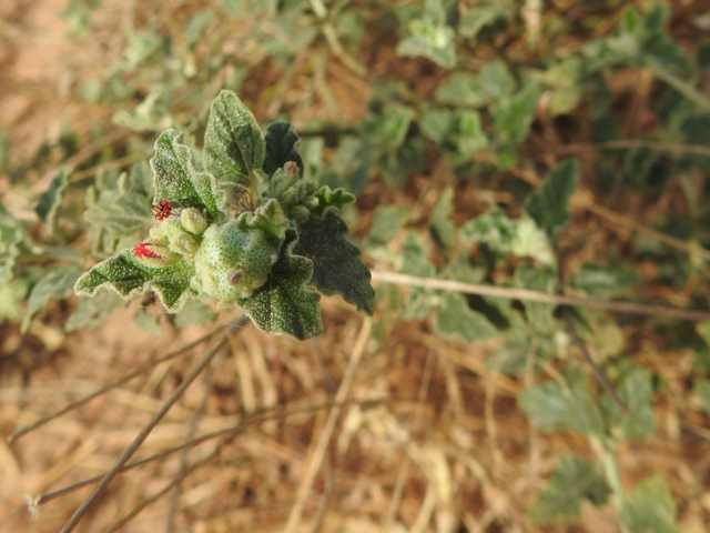 Chrozophora senegalensis