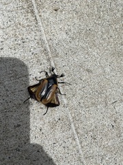 Chondropyga dorsalis