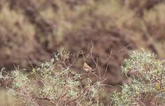 Pyrrholaemus brunneus