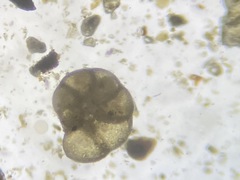 Trochammina inflata