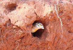 Pardalotus rubricatus