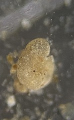 Trochammina inflata