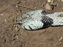 Natrix helvetica sicula