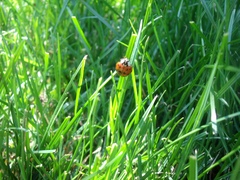 Harmonia axyridis