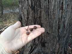 Eucalyptus baileyana