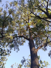 Eucalyptus baileyana